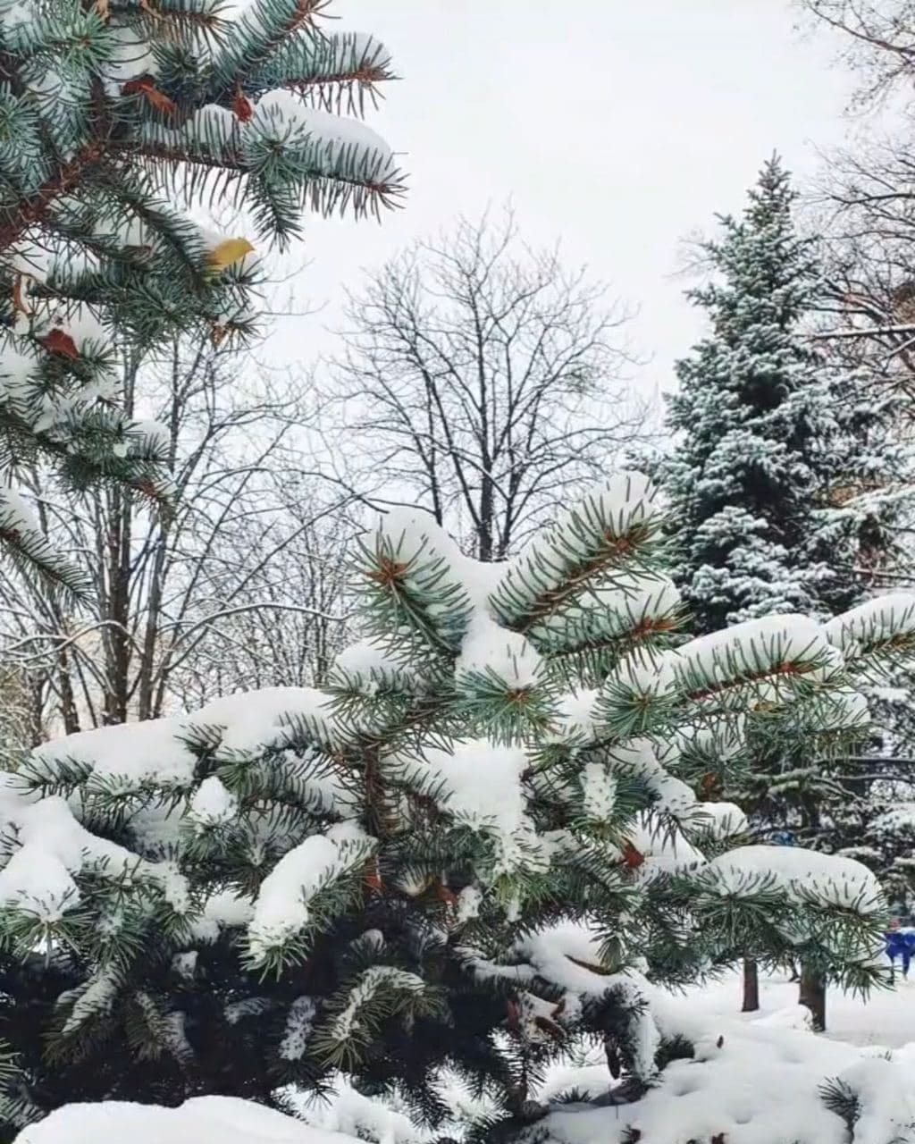 Погода в Харькове радует жителей снегом